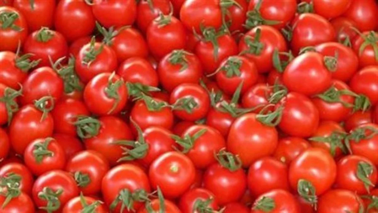 قفزة بالأسعار.. الطماطم تسجل 22 جنيها ضمن تحديثات أسواق محافظة الإسماعيلية